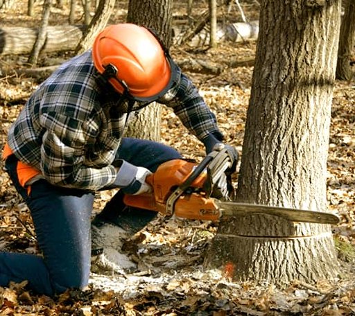 Tree Removal in Rising Fawn, GA